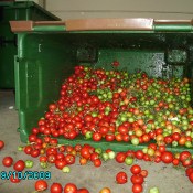 tomaten in mülltonne